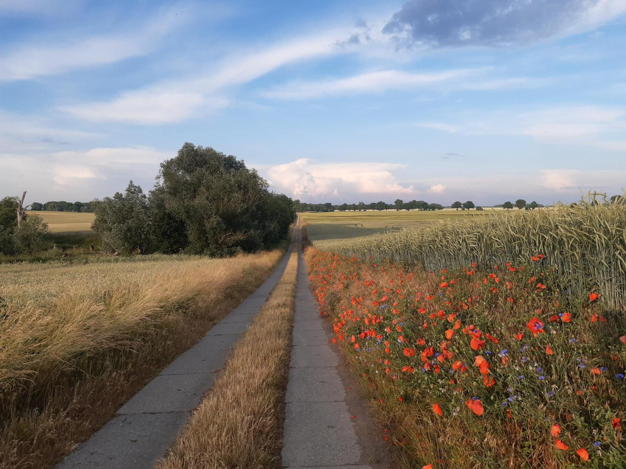 Kulturfreizeiten Ferienwohnungen Neuruppin Exteriör bild